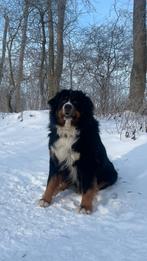 Oppas gezocht, Eén hond, 3 tot 5 jaar, Nederland, Particulier