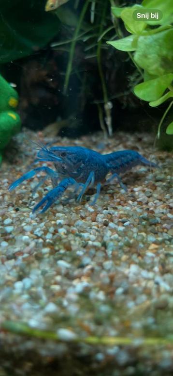Blauwe Florida Kreeft (Procambarus alleni) beschikbaar voor biedingen