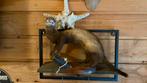 Opgezette dieren taxidermie mancave, Ophalen of Verzenden, Gebruikt, Wild dier, Opgezet dier