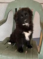 Golden retriever xAustralian Shepherd  pups, Dieren en Toebehoren, Honden | Niet-rashonden, 8 tot 15 weken, Groot, CDV (hondenziekte)