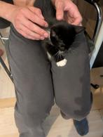 Europese korthaar kittens, Dieren en Toebehoren, Meerdere dieren, Ontwormd