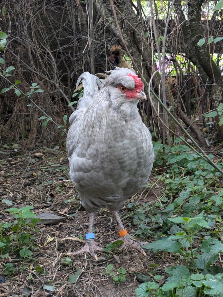 Jonge hanen zoeken nieuw huis, verschillende rassen, Dieren en Toebehoren, Pluimvee, Kip, Mannelijk