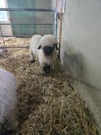 2 walliser schwarznase rammen, Dieren en Toebehoren, Schapen, Geiten en Varkens, Mannelijk, Schaap