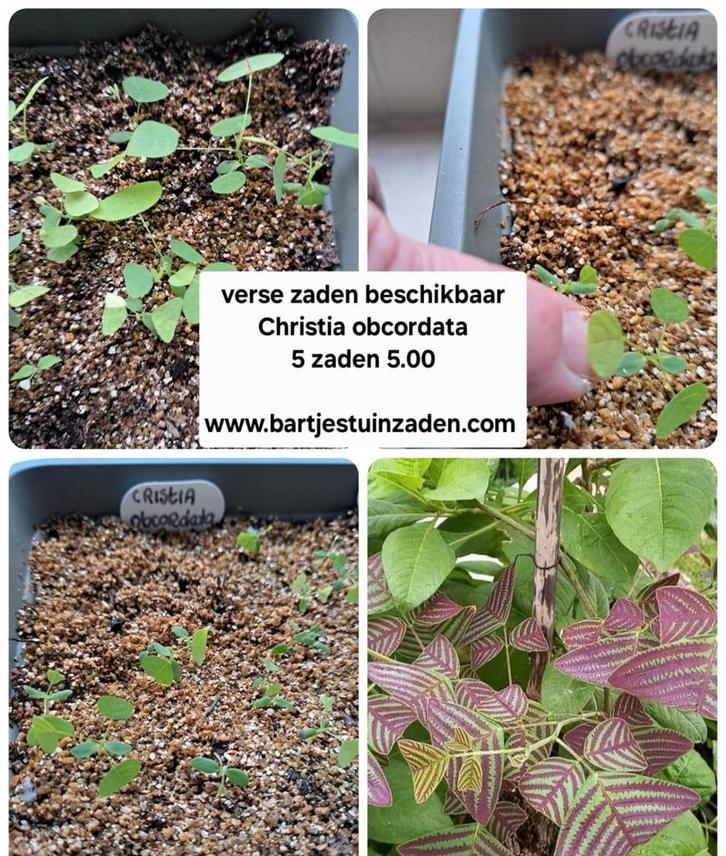 Verse zaden Christia obcordata, Tuin en Terras, Bloembollen en Zaden, Volle zon, Verzenden