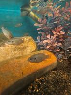 Hemichromis bimaculatus, rode acara., Vis