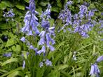 Boshyacinten, bolletjes, blauwe bloemen, voorjaarsbloeiers, Overige soorten, Vaste plant, Ophalen of Verzenden, Halfschaduw