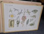 SCHOOLPLAAT BIJPLAAT  BOSCHVOGELS, Ophalen of Verzenden, Natuur en Biologie