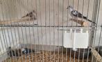 5 Bonte diamantduiven, Dieren en Toebehoren, Vogels | Duiven, Meerdere dieren, Overige soorten