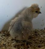USA zijdehoen kuikens (hennetjes), Dieren en Toebehoren, Pluimvee, Vrouwelijk, Kip