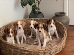 Zeer speciale kruising BEAGLE x KOOIKER pups, Dieren en Toebehoren, Honden | Niet-rashonden, Nederland, CDV (hondenziekte), 8 tot 15 weken