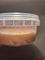 Microwormen microworms, Dieren en Toebehoren, Ophalen, Nieuw, Overige typen