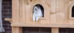 Prachtige Brits korthaar kittens van cattery, Dieren en Toebehoren, Katten en Kittens | Raskatten | Korthaar, Meerdere dieren