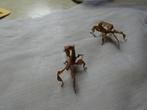 australische wandelende takken PSG9, Dieren en Toebehoren, Wandelende tak