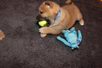 Shiba Inu pups, Parvo, 8 tot 15 weken, Poolhond, Meerdere