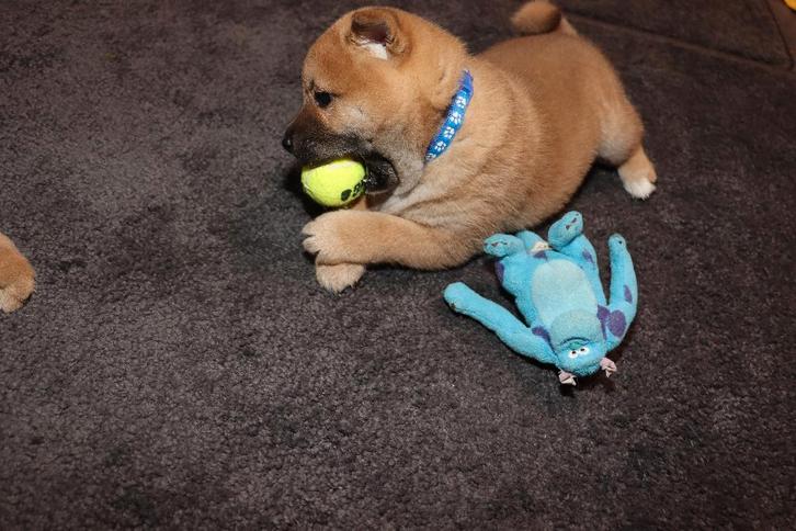 Shiba Inu pups (gereserveerd), Dieren en Toebehoren, Honden | Poolhonden, Keeshonden en Oertypen, Meerdere dieren, Poolhond, Particulier