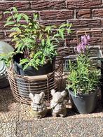 muisjes/steen/€5/verzamelen/tuin/decoratie, Ophalen, Gebruikt, Steen