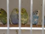 Jonge grasparkieten net zelfstandig leuk om tam te maken., Dieren en Toebehoren, Vogels | Parkieten en Papegaaien, Meerdere dieren