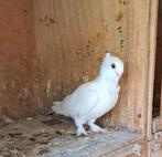 Verloren duif, Oldenzaal als je het duif ziet graag melden, Dieren en Toebehoren, Mannelijk