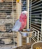 Roze kaketoe super lief pietje, Dieren en Toebehoren, Vogels | Parkieten en Papegaaien, Papegaai, Mannelijk