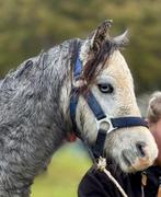 blauwschimmel A welsh  2 maan ogen, toekomstige kinderpony, Dieren en Toebehoren, Pony's, Ruin, Recreatiepony, 0 tot 2 jaar