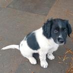 Friese stabij pup, Dieren en Toebehoren, Reu, 8 tot 15 weken, Meerdere, Middel