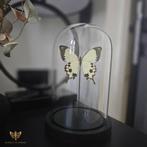 Vlinderstolp, Huis en Inrichting, Wings & Flowers, Nieuw, Ophalen of Verzenden, Wingsandflowers@outlook.com