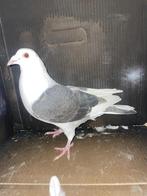 Mooie kleur postduiven, Dieren en Toebehoren, Vogels | Duiven, Vrouwelijk, Postduif