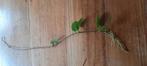 Hoya Tenuipes, grote gewortelde stek met 3 peduncles, Ophalen of Verzenden, Halfschaduw, Minder dan 100 cm