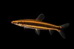 Goudstreep kopstaander, Dieren en Toebehoren, Vissen | Aquariumvissen, Vis