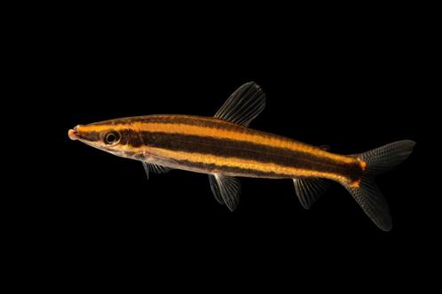 Goudstreep kopstaander, Dieren en Toebehoren, Vissen | Aquariumvissen, Vis