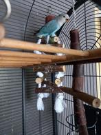 jonge agapornissen, Dieren en Toebehoren, Vogels | Parkieten en Papegaaien, Meerdere dieren, Papegaai