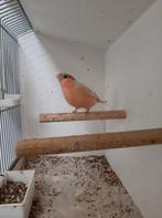Goudvinken, Dieren en Toebehoren, Vogels | Overige Vogels, Mannelijk, Wildzangvogel