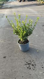 Ilex crenata - Japanse hulst, Tuin en Terras, Planten | Struiken en Hagen, Ophalen, Hulst, Haag, Minder dan 100 cm