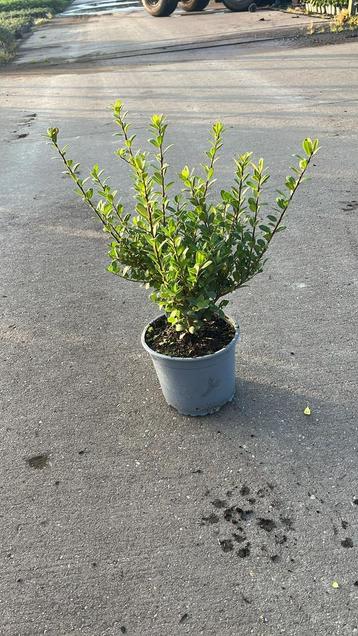 Ilex crenata - Japanse hulst beschikbaar voor biedingen