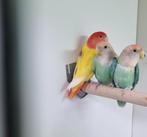 3 Agapornis colli, Dieren en Toebehoren, Vogels | Parkieten en Papegaaien, Geslacht onbekend, Dwergpapegaai of Agapornis