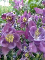 Akelei zaden, Ophalen of Verzenden, Gehele jaar, Volle zon, Zaad