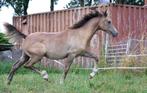 Hengstveulen, jaarling, opfokmaatje, sportpony, Hengst, E pony (1.48m - 1.57m), Gechipt, 0 tot 2 jaar