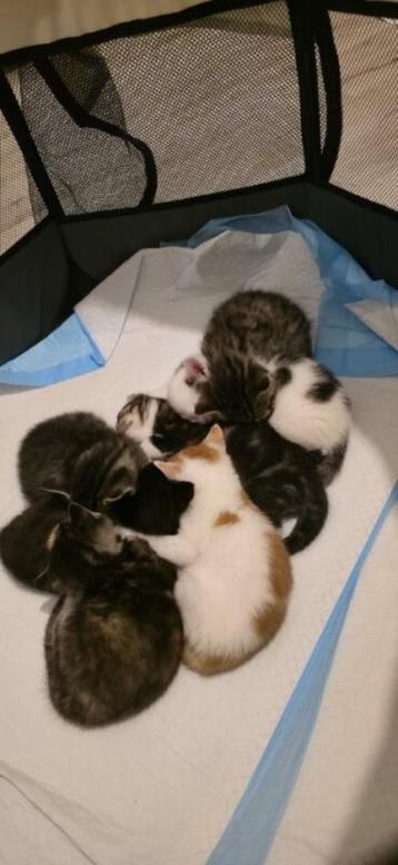 Kittens zoeken een warm thuis  beschikbaar voor biedingen
