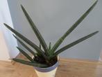 Sansevieria Cylindrica Skyline, Huis en Inrichting, Kamerplanten, Overige soorten, Minder dan 100 cm, Groene kamerplant, Halfschaduw