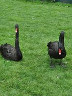 Ganzen en Zwanen, Dieren en Toebehoren, Pluimvee, Meerdere dieren, Gans of Zwaan