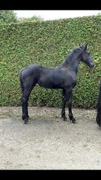 Fries merrie veulen ( Gerben x Stendert ), Dieren en Toebehoren, Paarden, Merrie, Minder dan 160 cm, Niet van toepassing, Dressuurpaard