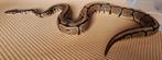 Spotnose het pied, Dieren en Toebehoren, Reptielen en Amfibieën, Slang, 3 tot 6 jaar