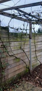 Druivenranken, Ophalen, Minder dan 100 cm, Overige soorten