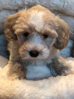 Beeldschone Maltipoo pups in abricot en crème kleuren., Poedel, Nederland, CDV (hondenziekte), 8 tot 15 weken
