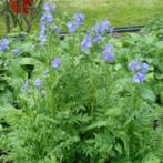 Jacobsladder Polemonium caeruleum, Vaste plant, Halfschaduw, Zomer, Ophalen