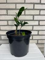 Mooie kamer plant., Ophalen, Overige soorten, Minder dan 100 cm