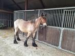 Trekpaard Merrie, Dieren en Toebehoren, Merrie