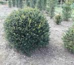 Taxus bollen, Tuin en Terras, Planten | Bomen, Bloeit niet, Halfschaduw, Minder dan 100 cm, Overige soorten