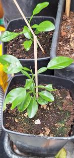 Plant Citrus Hystrix – Jeruk Purut (Kaffir Lime), Tuin en Terras, Ophalen, Minder dan 100 cm, Volle zon, In pot