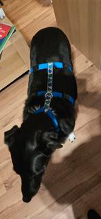 Veiligheidstuig, Martingale, lijnen enz., Dieren en Toebehoren, Ophalen of Verzenden, Zo goed als nieuw